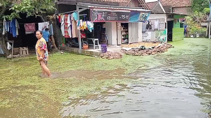 Banjir Tak Kunjung Surut, Desa Batu di Demak Berubah Jadi Rawa