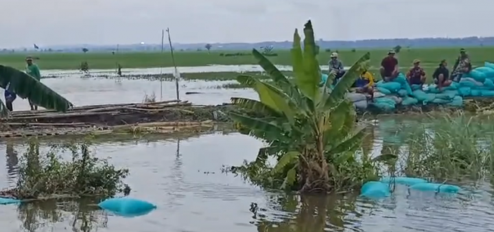 Tanggul Sungai Jebol, Puluhan Hektar Sawah Terendam Banjir