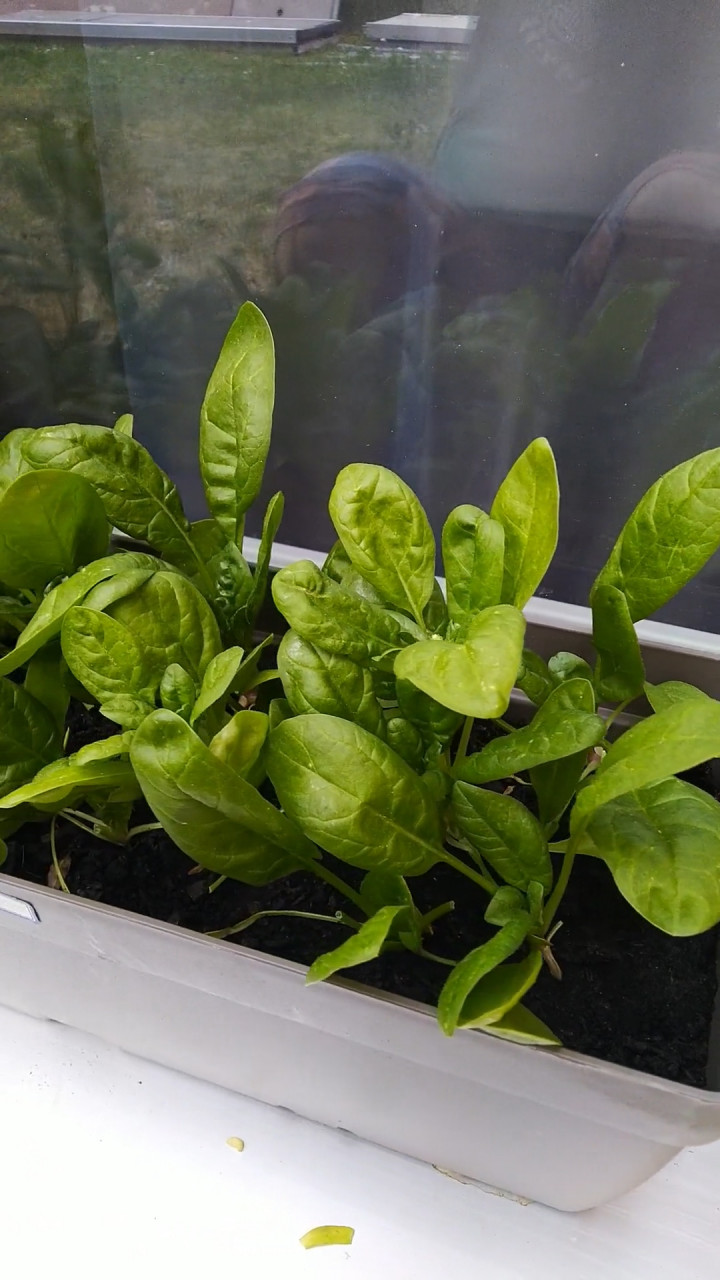 Amankah Makan Sayur Hijau yang Sudah Menguning?