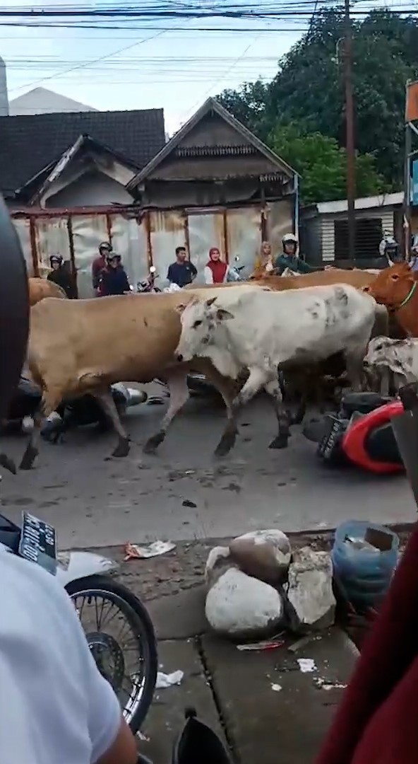 Kaget Dengar Klakson, Rombongan Sapi Ngamuk di Jalan