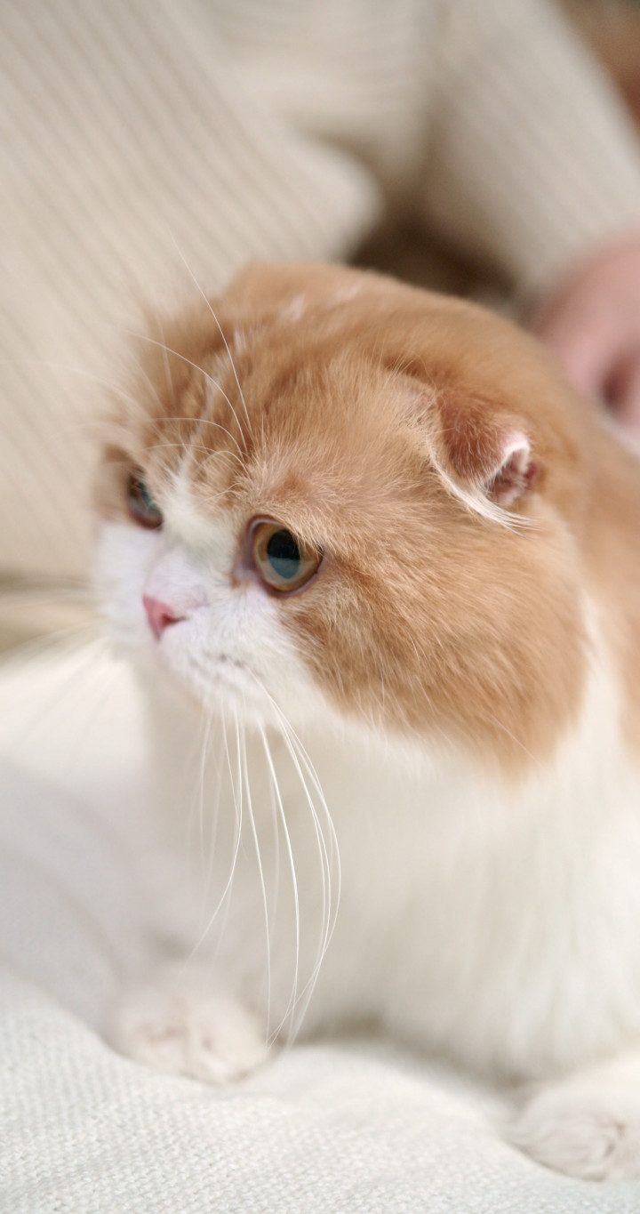 5 Tips Jaga Kesehatan Anabul