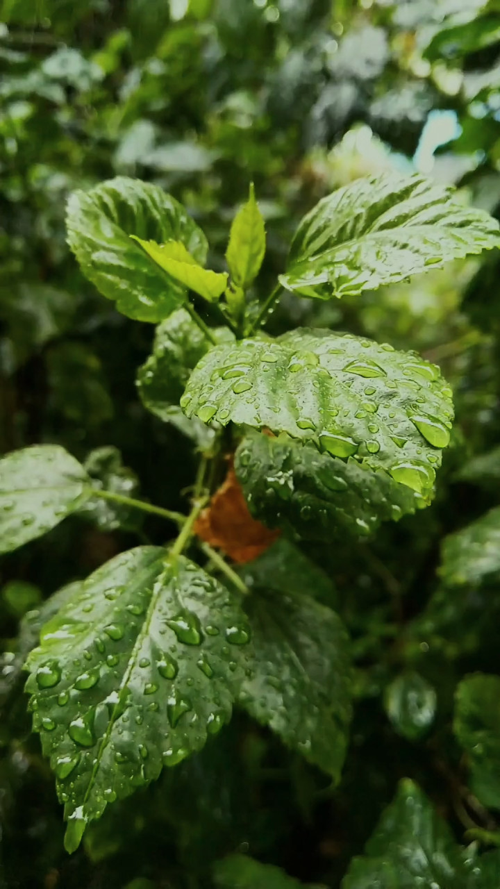 5 Jenis Daun yang Ampuh Atasi Jerawat