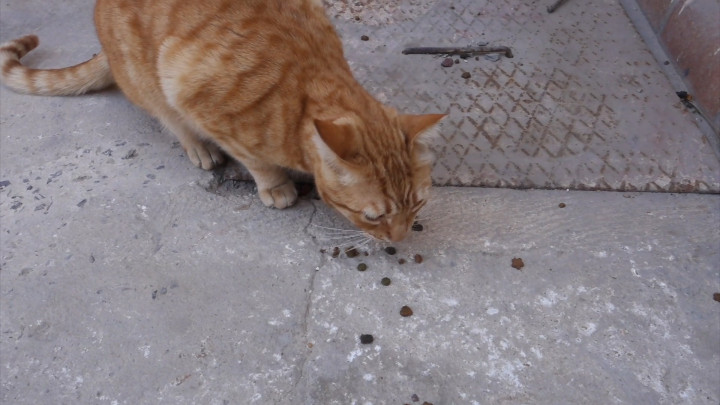 Tips Memberi Makanan untuk Kucing Liar