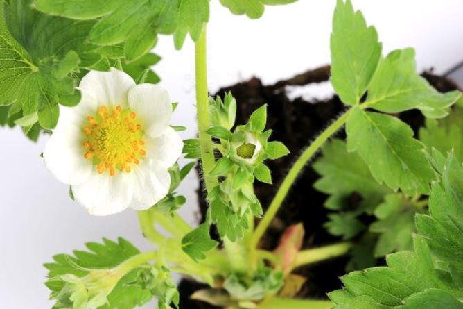 Tanaman Liar yang Tidak Boleh Ditanam di Rumah