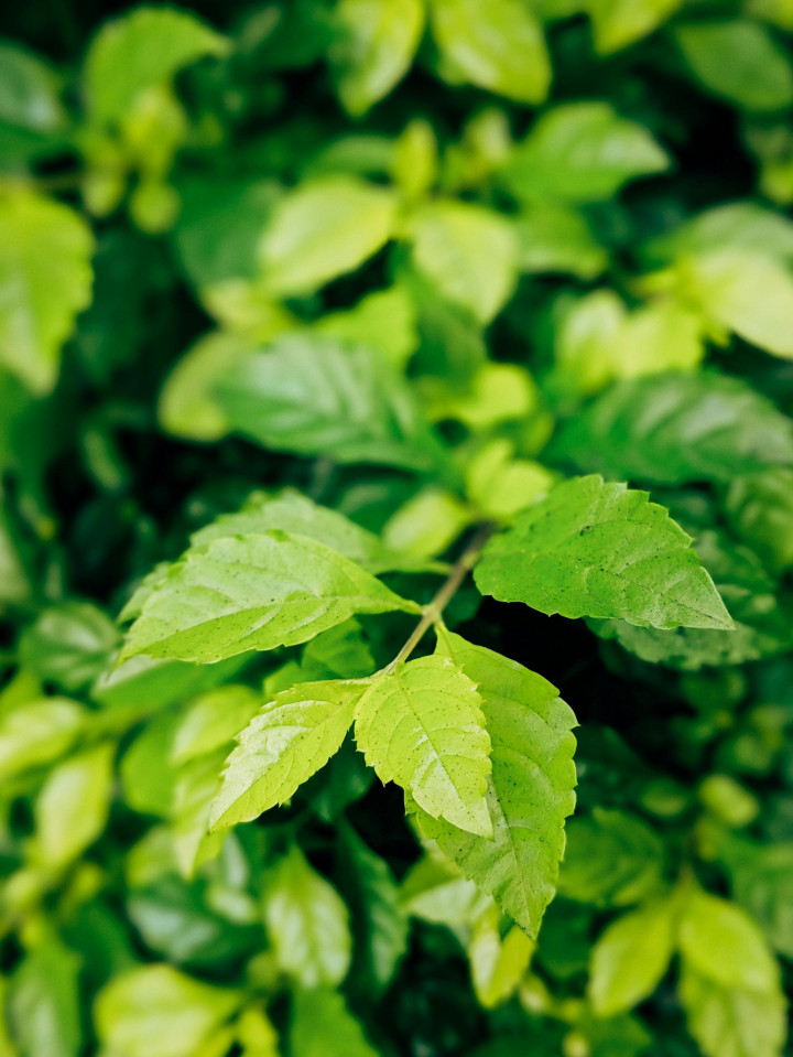 Masih Berpolemik, BRIN Dorong Percepatan Riset Kratom