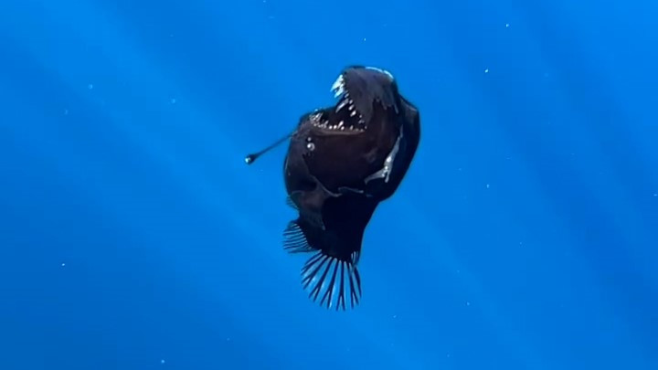 Momen Langka! Ikan Black Sea Devil Muncul ke Permukaan Pantai di Spanyol