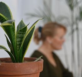 Jarang Diketahui! Inilah Manfaat Lidah Mertua untuk Kesehatan