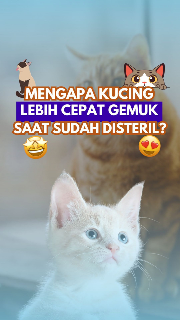 Mengapa Kucing Lebih Cepat Gemuk saat Sudah Disteril?