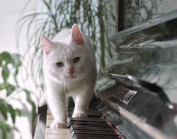 Tips Ampuh Bersihkan Lantai di Rumah yang Ramah Anabul