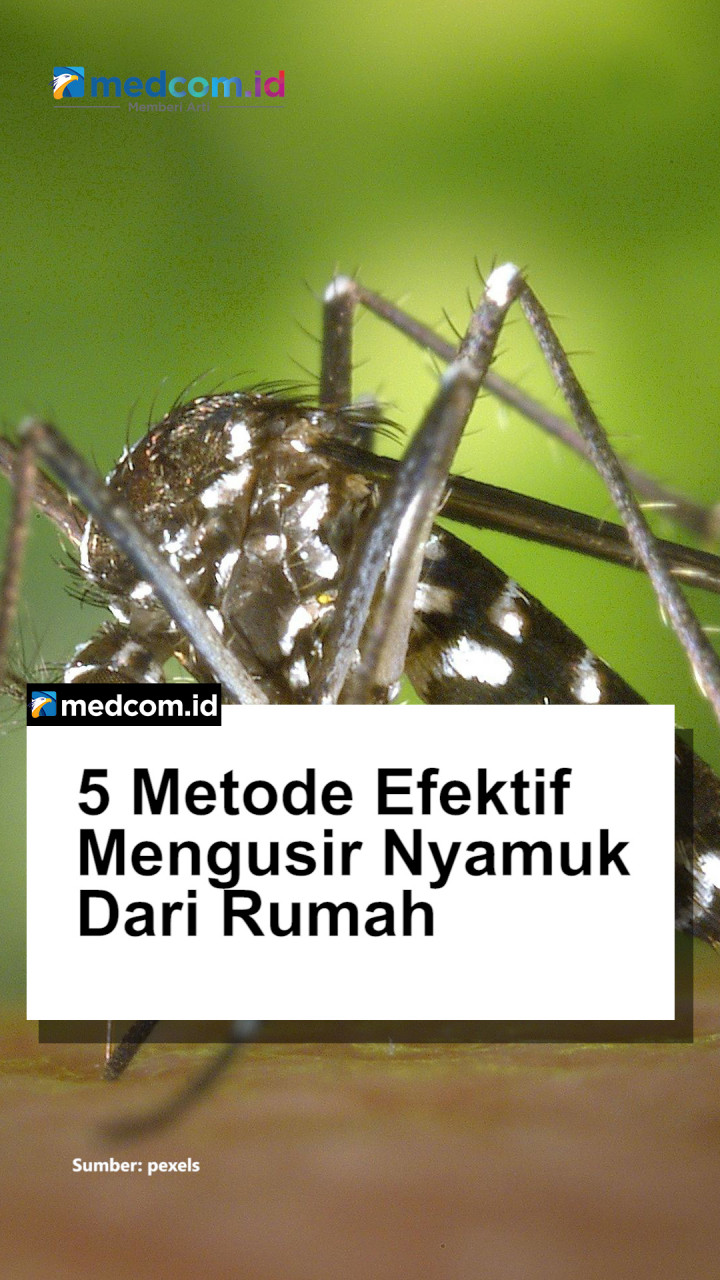 5 Metode Efektif dan Terbukti Mengusir Nyamuk dari Rumah