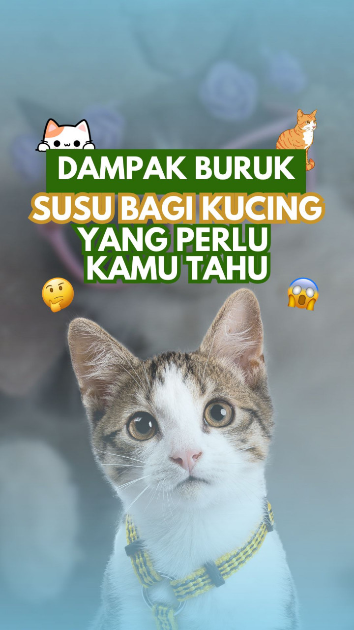 Dampak Buruk Susu bagi Kucing yang Perlu Kamu Tahu