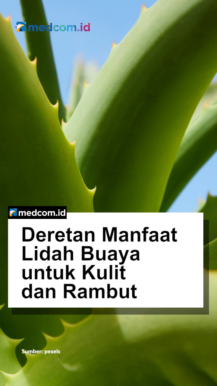 Deretan Manfaat Lidah Buaya untuk Kulit dan Rambut