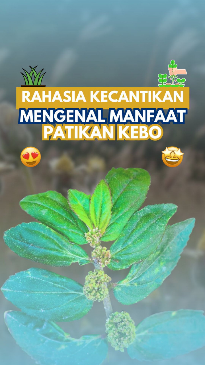 Rahasia Kecantikan, Mengenal Manfaat Patikan Kebo