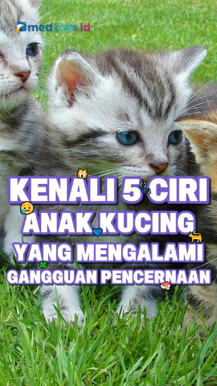 Kenali 5 Ciri Anak Kucing yang Mengalami Gangguan Pencernaan
