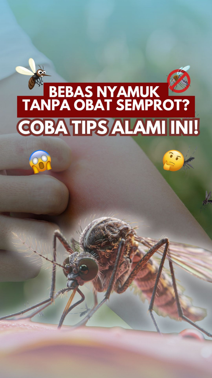 Bebas Nyamuk Tanpa Obat Semprot? Coba Tips Alami Ini!
