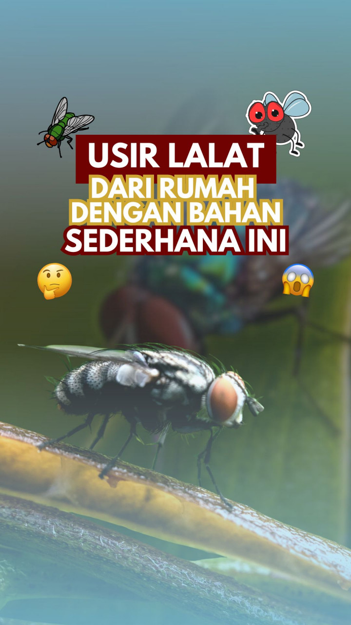 Usir Lalat dari Rumah dengan Bahan Sederhana Ini