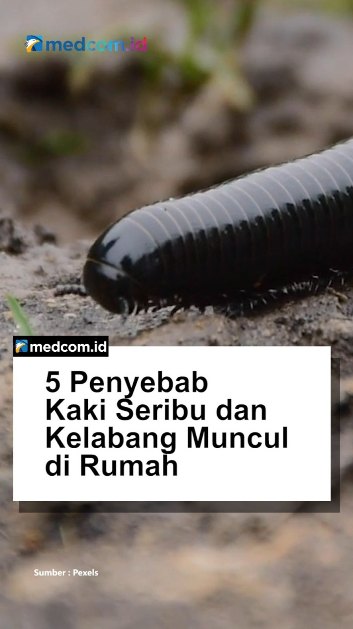 5 Penyebab Kaki Seribu dan Kelabang Muncul di Rumah