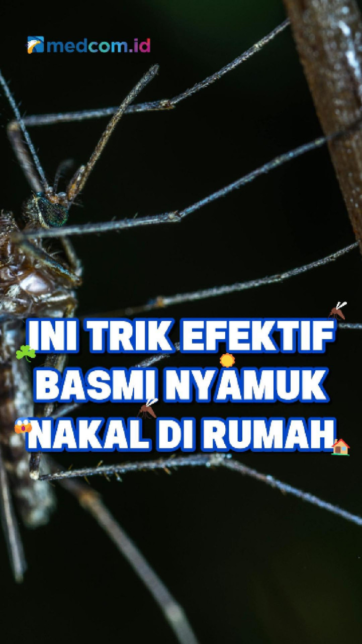 Ini Trik Efektif Basmi Nyamuk Nakal di Rumah