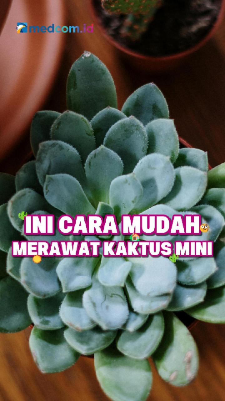 Ini Cara Mudah Merawat Kaktus Mini