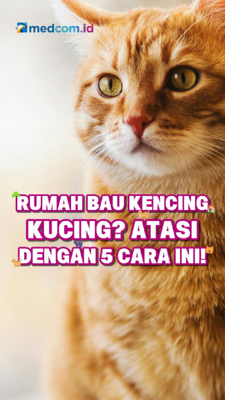 Rumah Bau Kencing Kucing? Atasi dengan 5 Cara Ini!