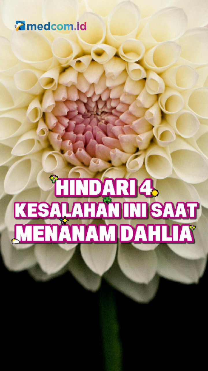 Hindari 4 Kesalahan Ini saat Menanam Dahlia