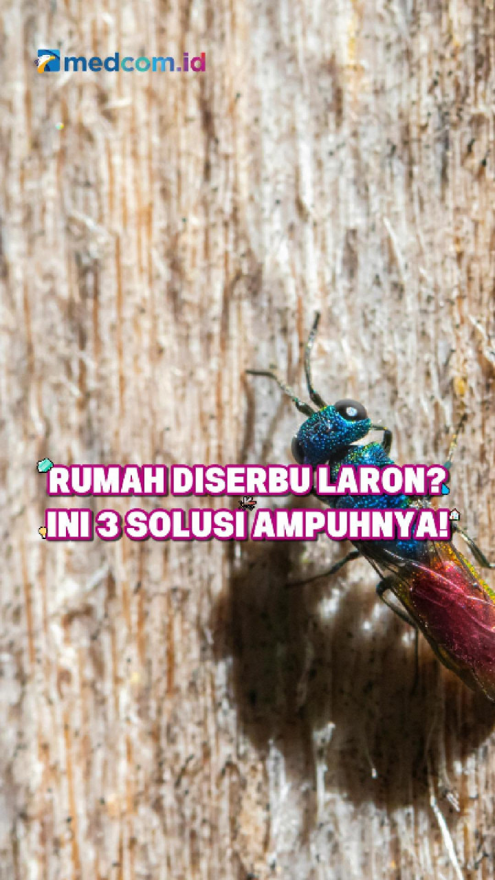 Rumah Diserbu Laron? Ini 3 Solusi Ampuhnya!
