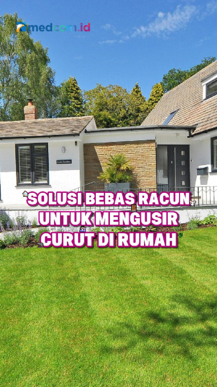 Solusi Bebas Racun untuk Mengusir Curut di Rumah