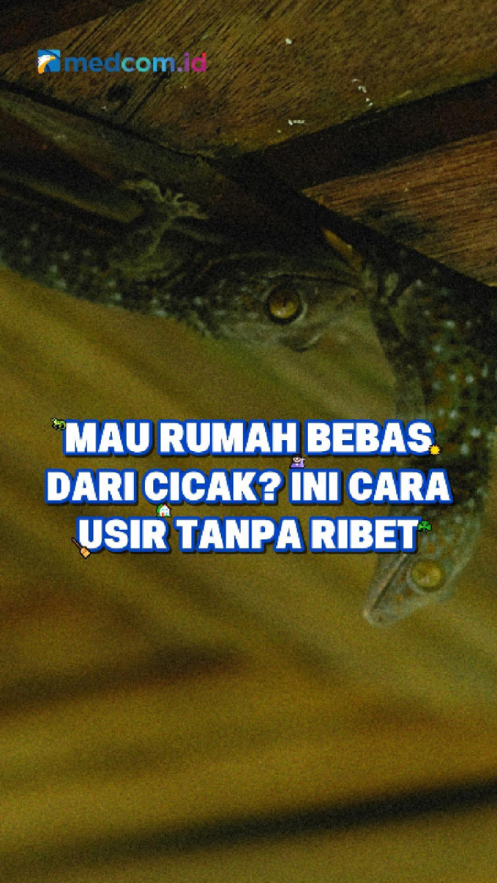 Mau Rumah Bebas dari Cicak? Ini Cara Usir Tanpa Ribet