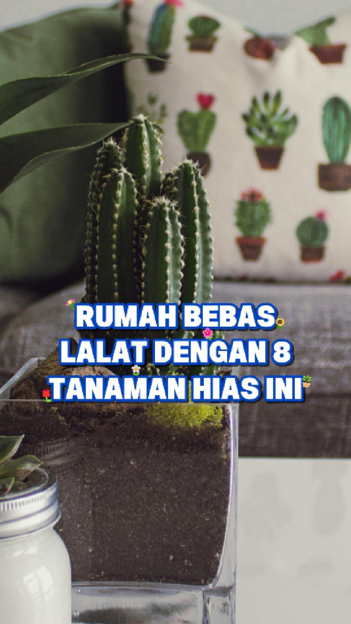 Rumah Bebas Lalat dengan 8 Tanaman Hias Ini