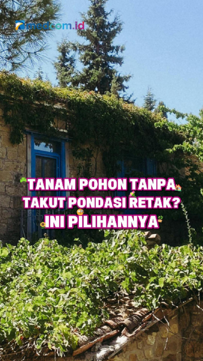 Tanam Pohon Tanpa Takut Pondasi Retak? Ini Pilihannya