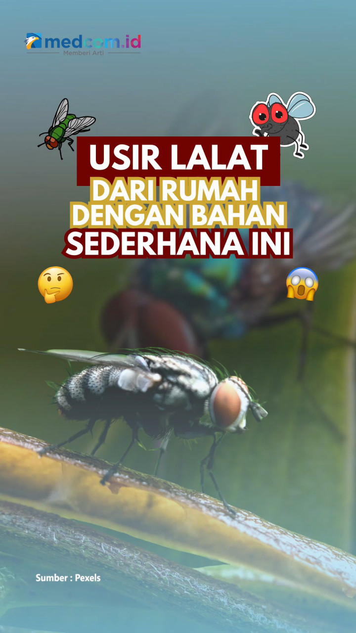 Usir Lalat dari Rumah dengan Bahan Sederhana Ini