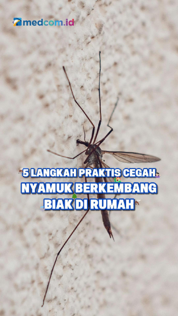 5 Langkah Praktis Cegah Nyamuk Berkembang Biak di Rumah