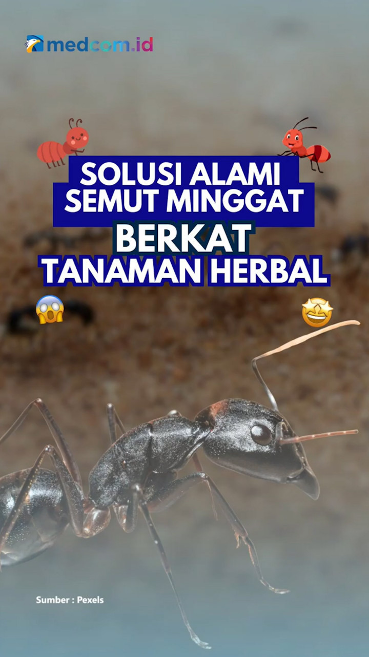 Solusi Alami Semut Minggat Berkat Tanaman Herbal