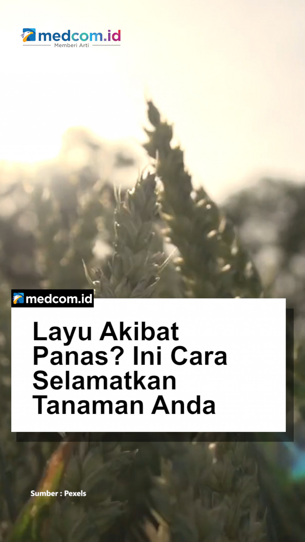 Layu Akibat Panas? Ini Cara Selamatkan Tanaman Anda