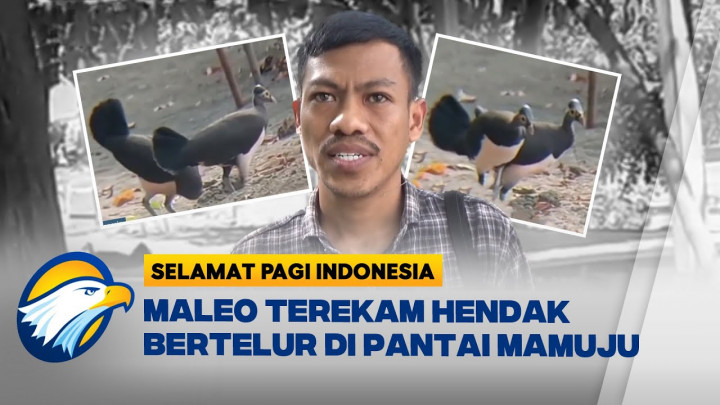 Detik-detik Burung Maleo Terekam Kamera Saat Hendak Bertelur