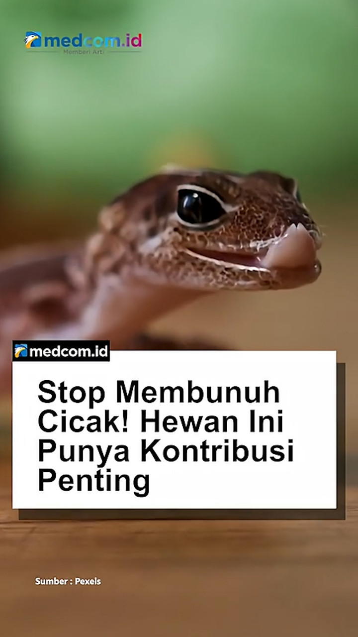 Stop Membunuh Cicak! Hewan Ini Punya Kontribusi Penting