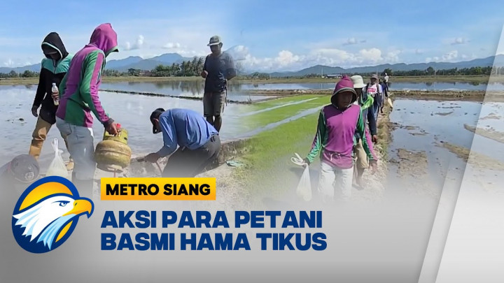 Cegah Gagal Panen, Petani di Polewali Mandar Basmi Hama Tikus
