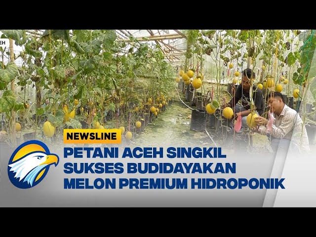 Budidaya Melon di Aceh Singkil Raup Untung