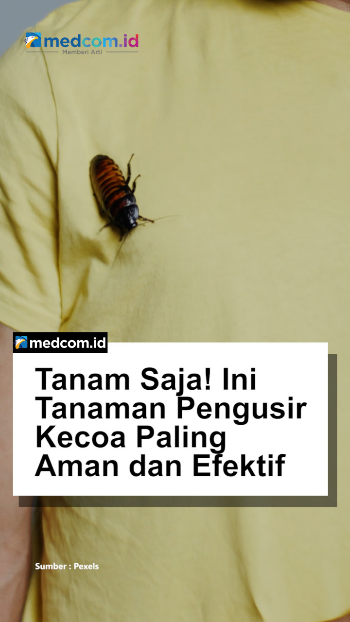 Tanam Saja! Ini Tanaman Pengusir Kecoa Paling Aman dan Efektif