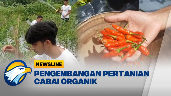 Petani Muda Kembangkan Sistem Pertanian Cabai Organik di Sukabumi