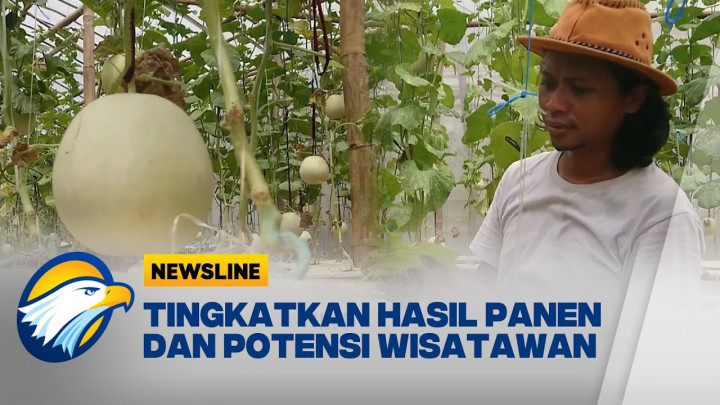Keren! Pemuda di Tulungagung Bikin Budidaya Melon Premium Hidroponik