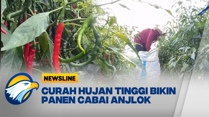 Hasil Panen Anjlok, Harga Cabai di Kulon Progo Melonjak