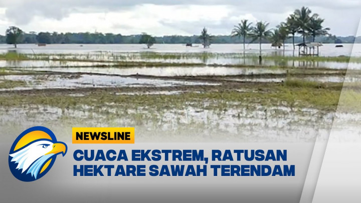 Ratusan Hektar Sawah Terendam Akibat Cuaca Ekstrem di Pangandaran