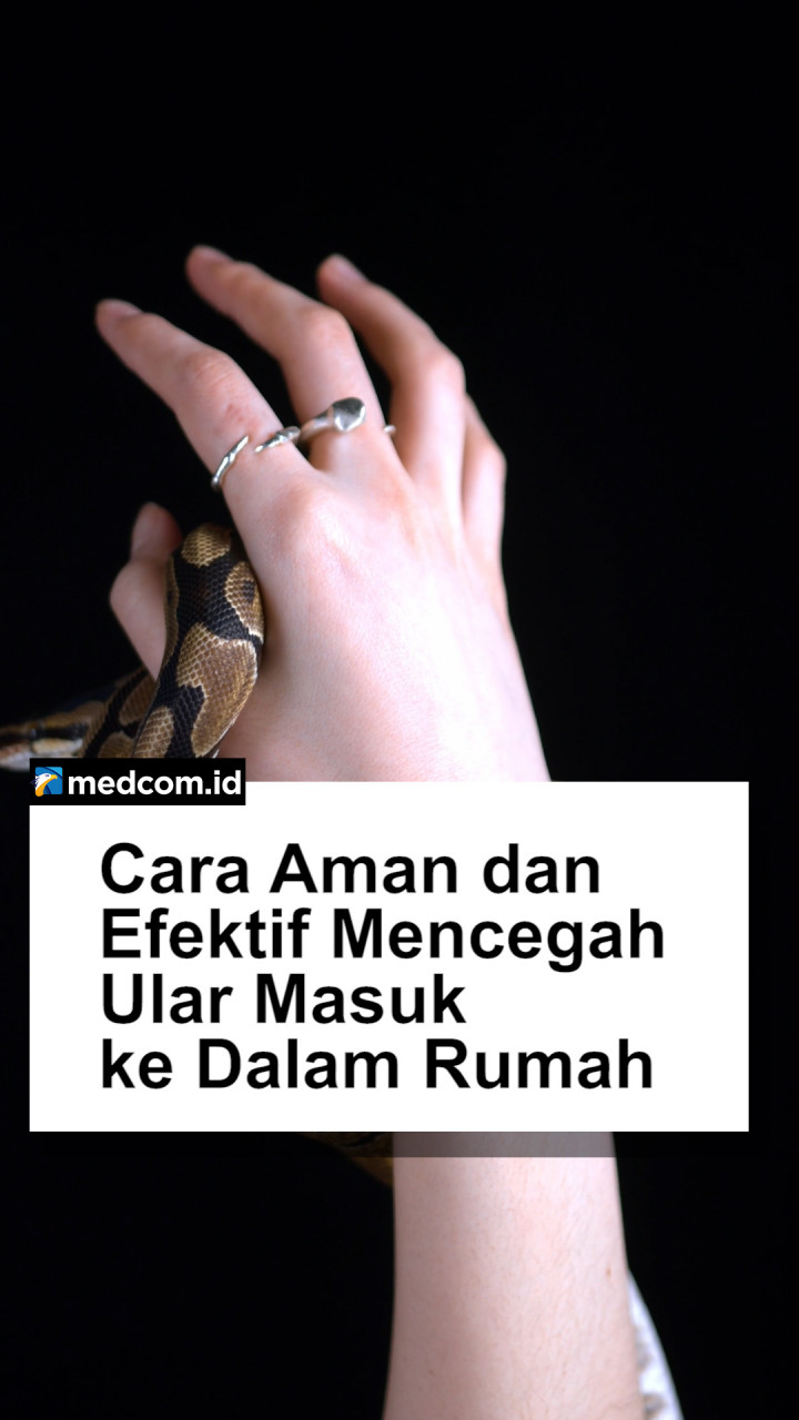 Cara Aman dan Efektif Mencegah Ular Masuk ke Dalam Rumah