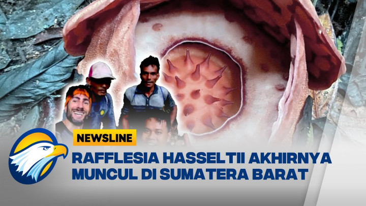 Usai Ekspedisi 13 Tahun, Kolaborasi Indonesia Oxford Temukan Rafflesia Langka