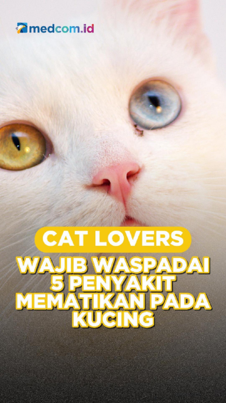 Cat Lovers Wajib Waspadai 5 Penyakit Mematikan pada Kucing