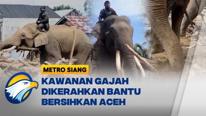 Gajah-Gajah Turun Gunung, Bantu Bersihkan Puing Pasca Banjir Aceh