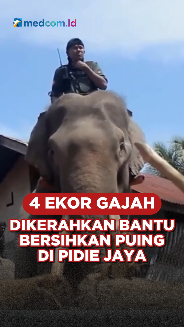 4 Ekor Gajah Dikerahkan Bantu Bersihkan Puing di Pidie Jaya