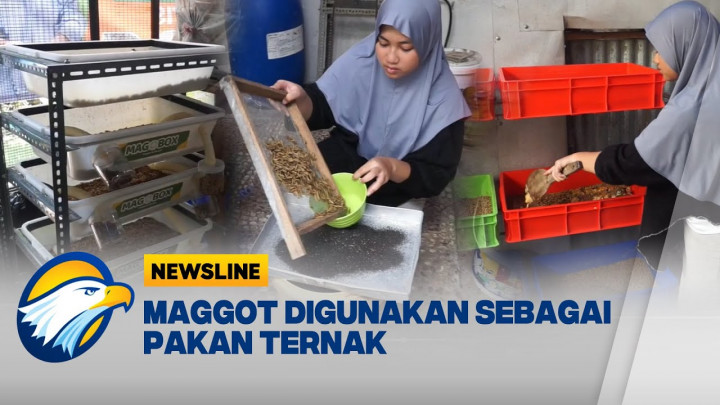 Keren! Olah Maggot, Sisiwi SMP Hasilkan Cuan Jutaan Rupiah