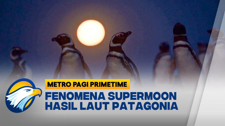 Kelompok Penguin Saksikan Supermoon di Laut